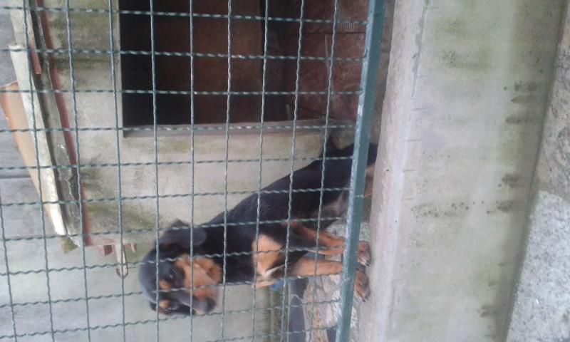 Animal para doação - Chena