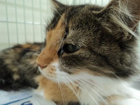 Hospital Veterinário da Unisul vai criar banco de sangue