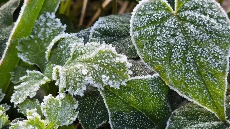 Serra Catarinense registrou geada e temperatura negativa na madrugada