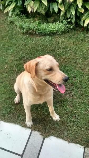 Animal encontrado no bairro Santa Luzia