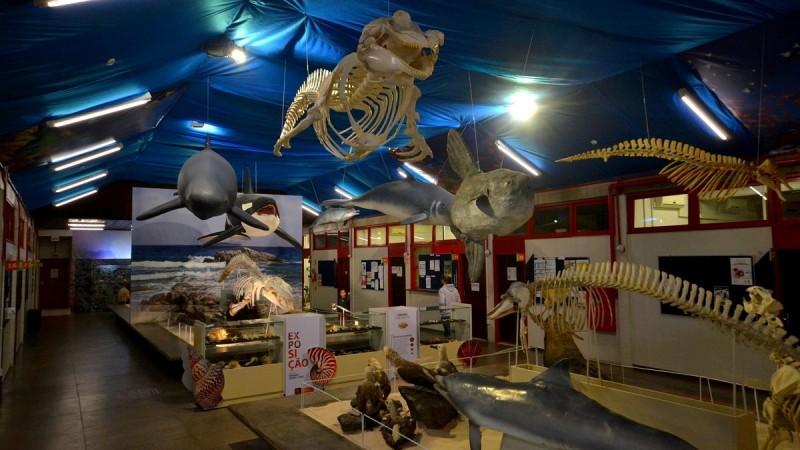 Museu de Zoologia da Unesc prepara experiência virtual e gratuita para a comunidade