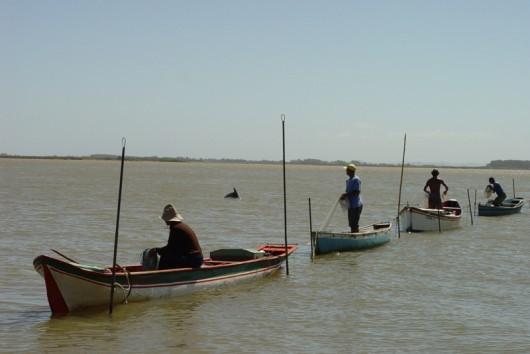 Laguna quer transformar o boto em patrimônio cultural imaterial da cidade