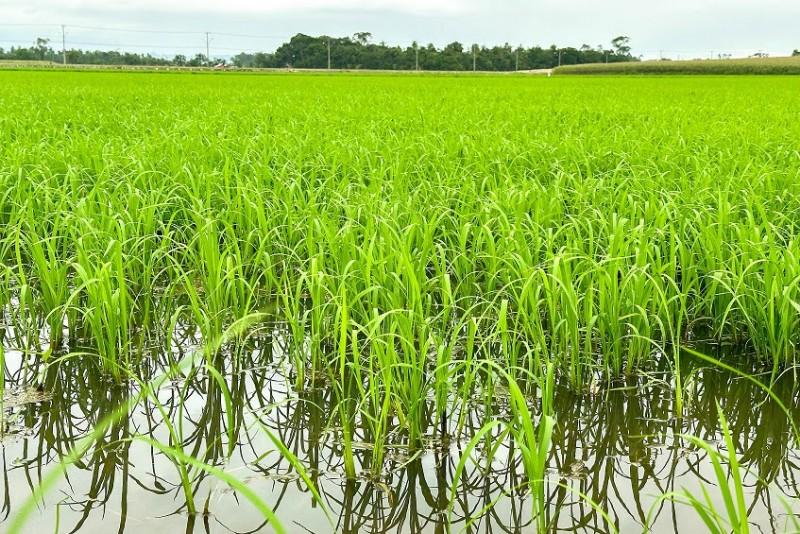 Após fortes chuvas, previsão de temperaturas altas pode ser positiva para a rizicultura de SC