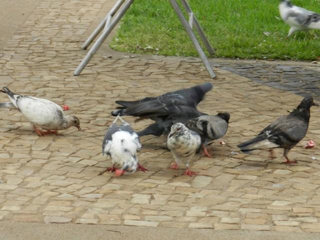 O ponto de encontro dos pombos no São Luiz