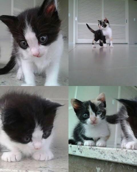 Gatas para adoção