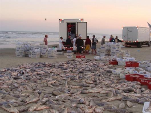Pescador retira 40 toneladas de Corvina no Arroio do Silva