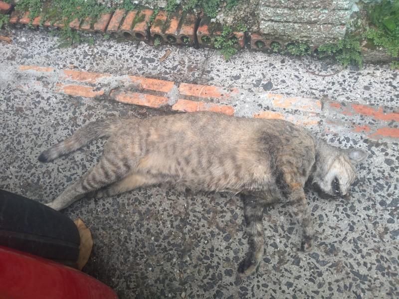Moradores denunciam matança de gatos em Criciúma