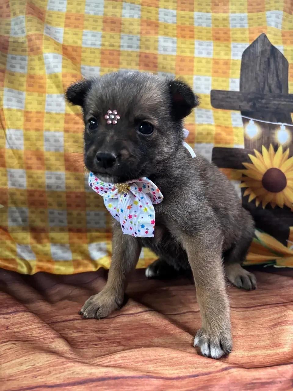Animal para adoção - Estrela