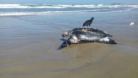 Tartaruga de 300 quilos aparece em praia da região