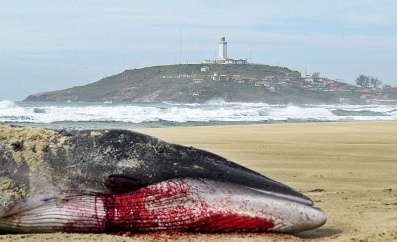 Filhote de baleia minke morre no Farol de Santa Marta
