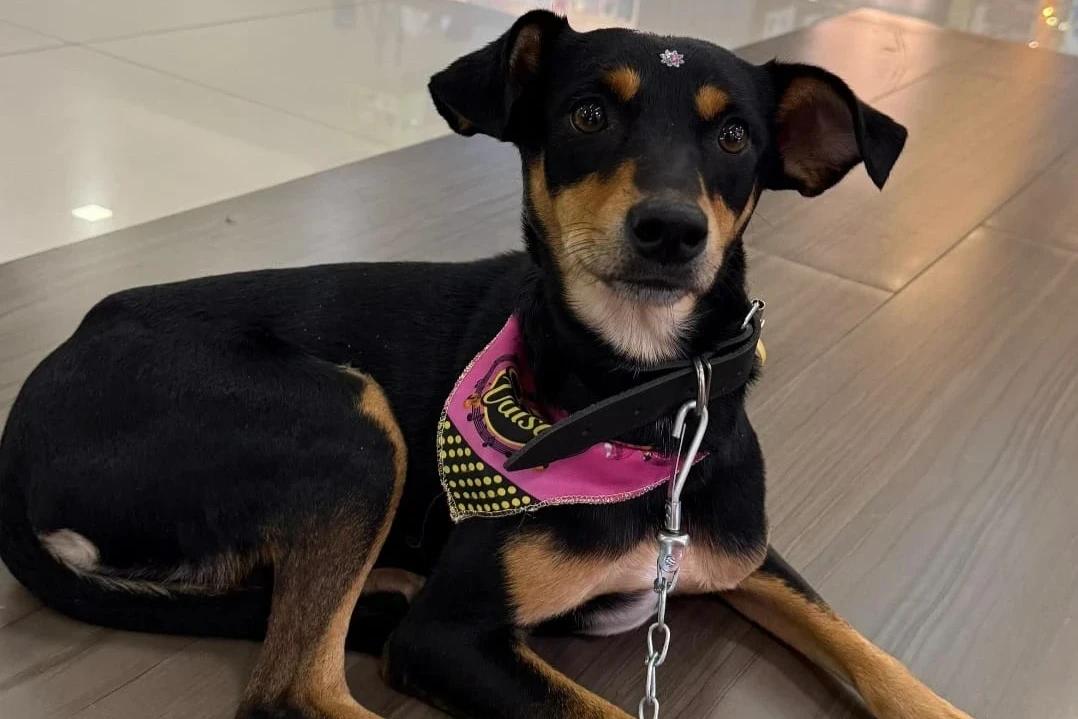 Criciúma recebe feira de adoção de cães e gatos neste sábado