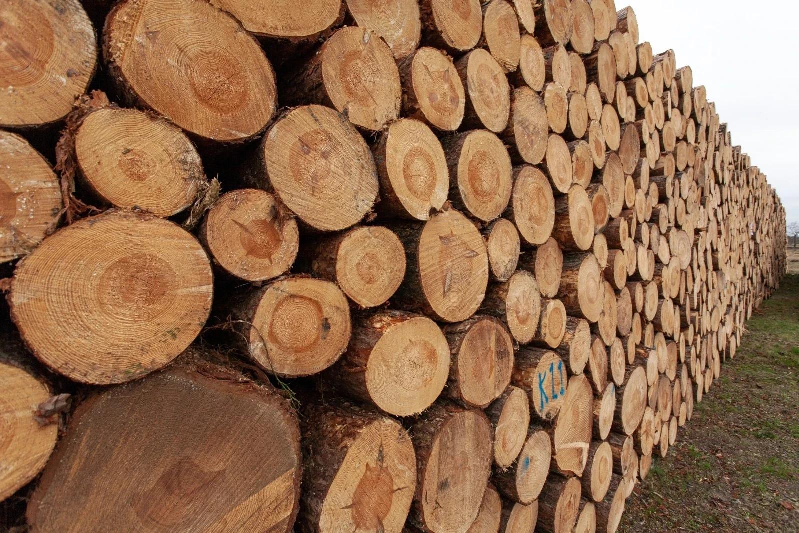 Santa Catarina: tarifaço provoca demissões e queda no faturamento do setor madeireiro