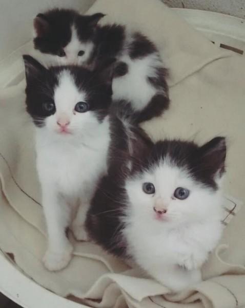 Animal para doação - Gatinhos Fofinhos