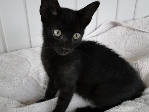 Gatinho precisando de um lar
