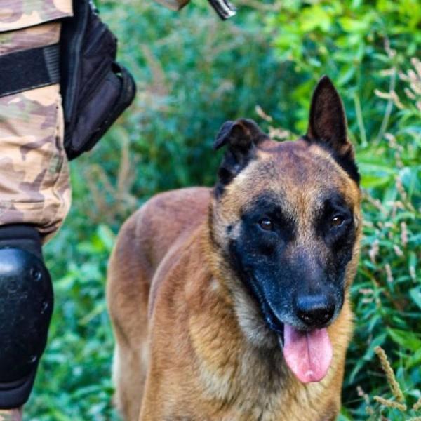 Com o apoio de cão policial, PM encontra droga escondida em terreno