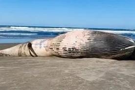 Vídeo: segunda baleia morta é encontrada em praia de Jaguaruna
