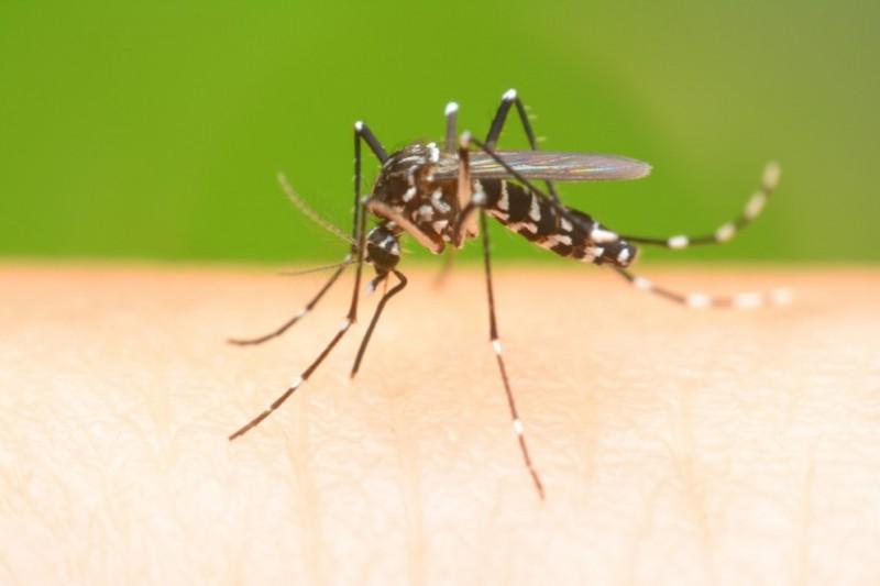 Médico infectologista do HSJosé alerta para o cuidado com a proliferação da Dengue    