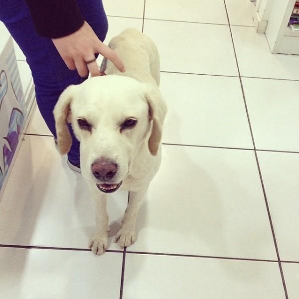 Procura-se dono de Labrador