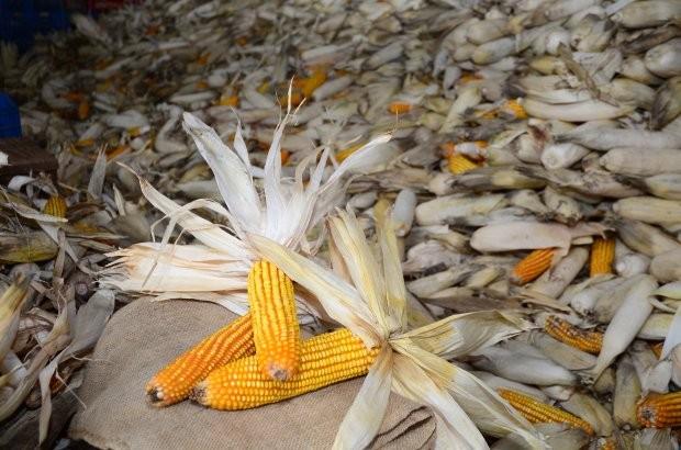 Governo do Estado lança novas linhas de crédito para minimizar prejuízos de produtores rurais