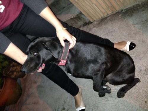 Cachorro encontrado no Bairro Mina Brasil, em Criciúma