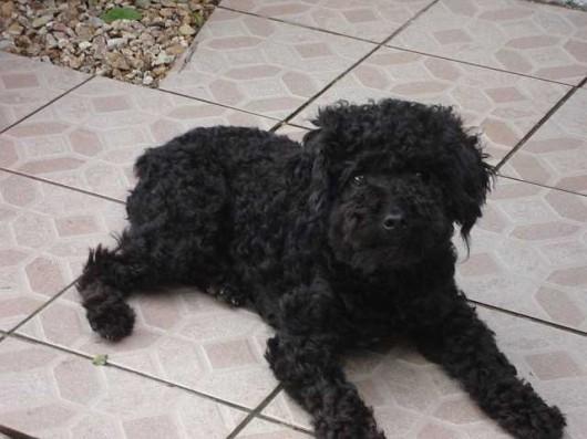 Poodle perdido no centro de Criciúma