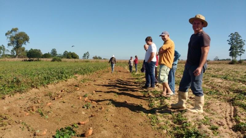 Apesar de marginalizada, batata doce é cultura de bons resultados