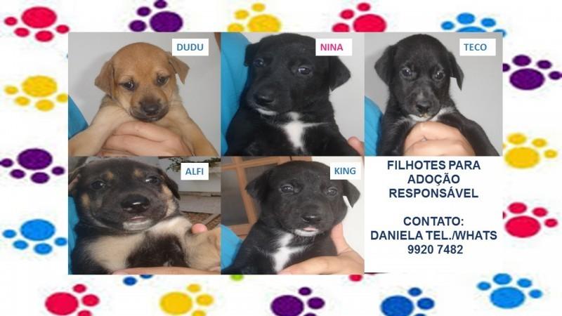 Animal para doação - Filhotinhos Para Adoção
