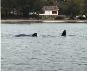 Duas baleias-francas são vistas em Laguna