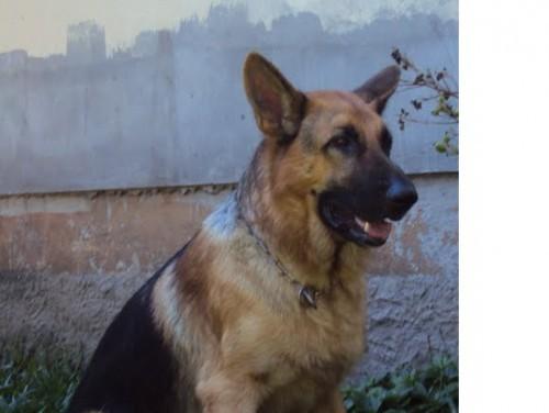 Procura-se Zeus no bairro Quarta Linha em Criciúma