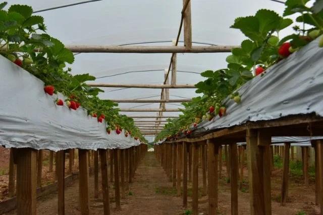 Lei garante presença do morango catarinense na merenda escolar