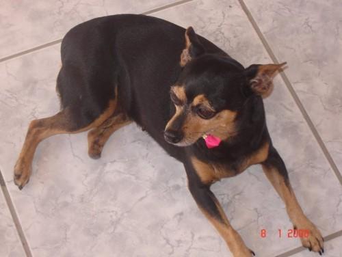 Encontrada Jujú!