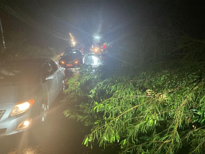 Temporal provocou queda de árvores e poste na SC-108 em Urussanga