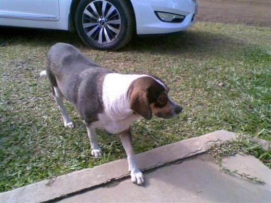 Cachorrinha já castrada para adoção