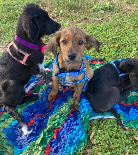 Oportunidade para adoção de cães e gatos com castração gratuita neste sábado