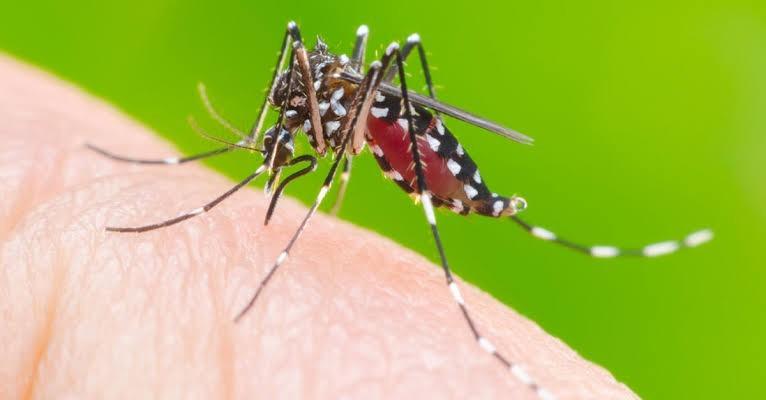 Chega a 44 o número de focos do Aedes aegypti em Imbituba