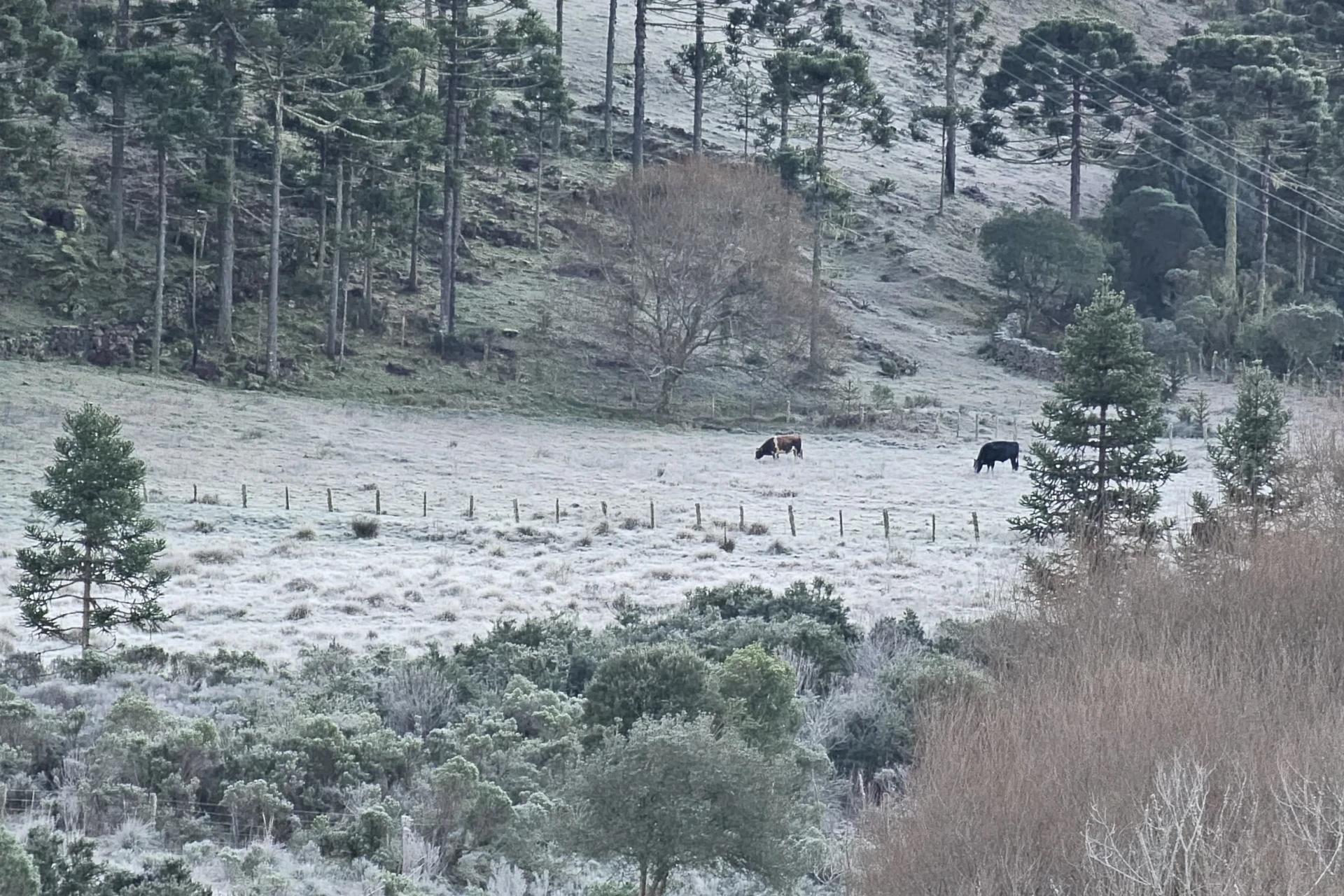 Vídeos: Serra catarinense amanhece coberta de geada e com rios congelados nesta terça-feira