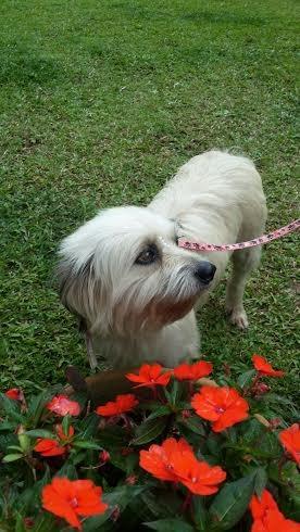 Animal para adoção