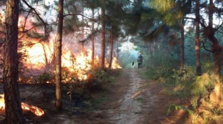 Incêndio atinge mais de 50 hectares de mata nativa