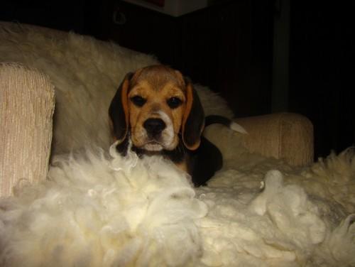 Procura-se Snoopy no bairro Santa Catarina, em Criciúma