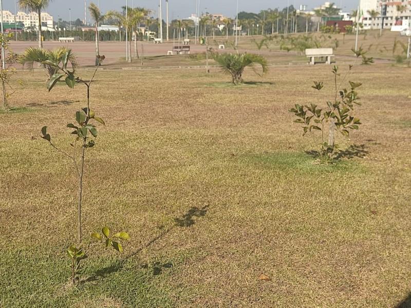 Moradores do Rio Maina plantam árvores frutíferas no Parque dos Imigrantes