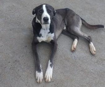 Animal encontrado no bairro Presidente Vargas 