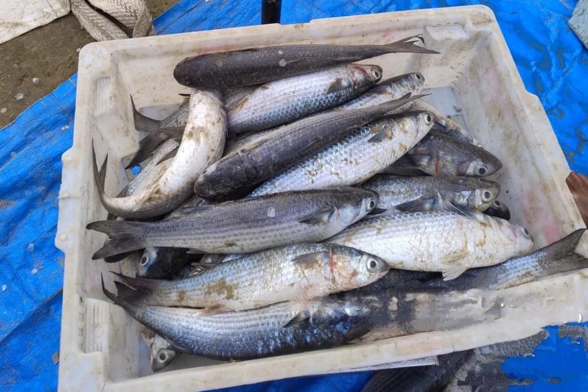 Mais de uma tonelada de tainhas pescadas ilegalmente são apreendidas em Jaguaruna
