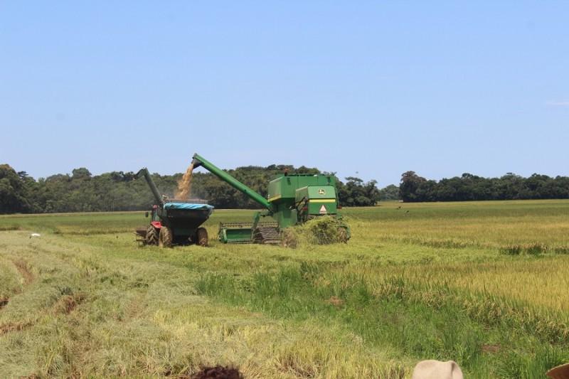 Começa a temporada da colheita de arroz em Nova Veneza