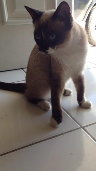 ADOTADO!! Animal perdido no bairro Santa Catarina