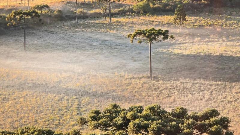 Serra catarinense amanhece com geada e baixas temperaturas; confira fotos