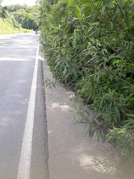 SC-445: vegetação tapa acostamento e causa riscos aos pedestres, ciclistas e condutores