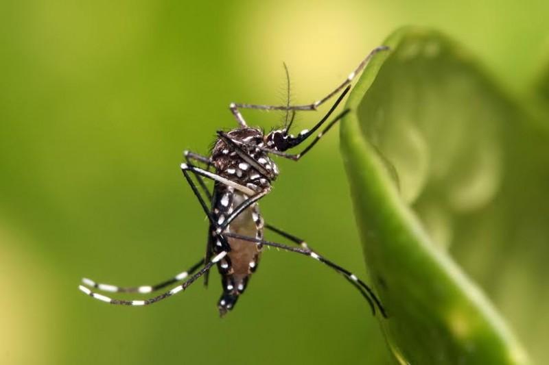 Unesc realiza vistoria no campus contra o Aedes Aegypti