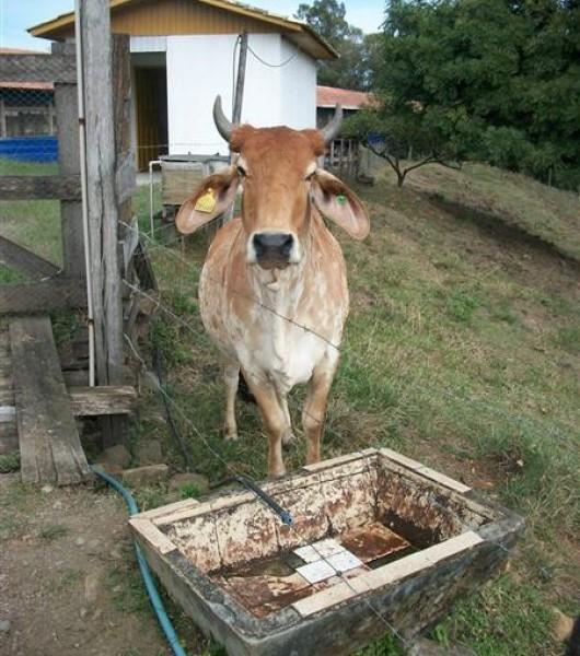 Seca ainda castiga Sul do Estado