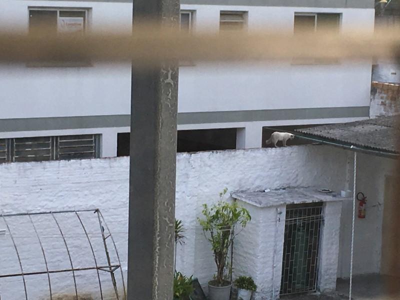 Animal para doação - Sem Nome
