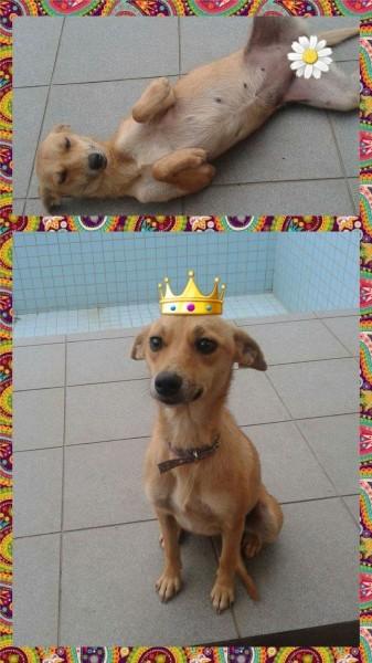Animal para doação - Menina